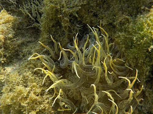 Anemone in Marina di Piscota/Italien (Mittelmeer)