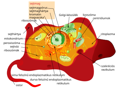 Lizoszóma: Kialakulás, szerkezet, Funkciók, Klinikai vonatkozások