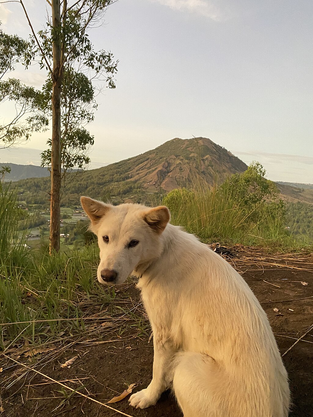 Anjing kintamani di Gunung Batur, Kintamani MWD 12