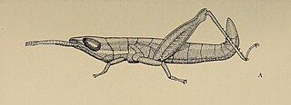 <i>Betiscoides</i> Genus of grasshoppers