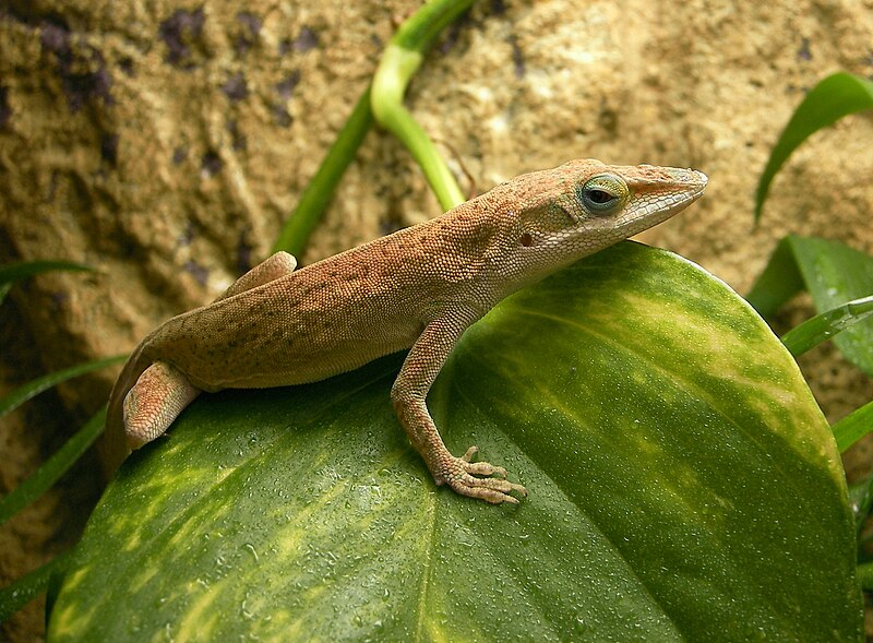 File:Anolis-carolinensis-6011.jpg - Wikimedia Commons