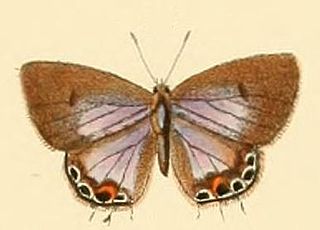 <i>Anthene otacilia</i> species of insect