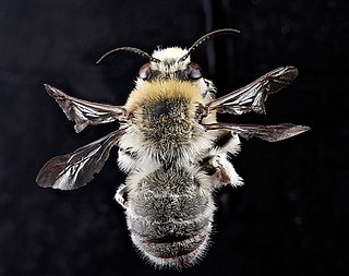 <i>Anthophora occidentalis</i> Species of bee