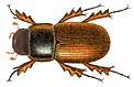 Reconstitution de l’espèce chimérique Aphodius arvernicus.