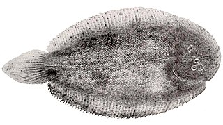 <i>Apionichthys finis</i> Species of fish