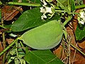 Frutos de Araujia sericea