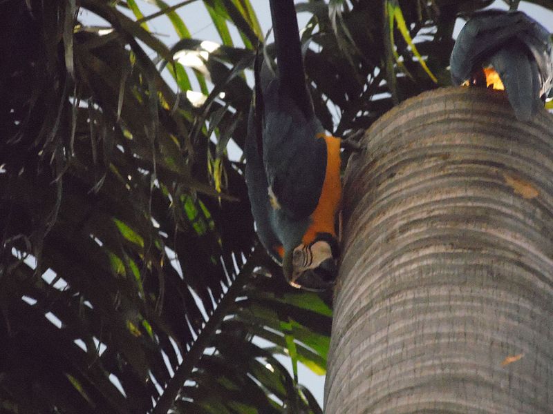 File:Arara Canindé tentando me intimidar.jpg