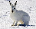 Un lièvre arctique camouflé dans la neige