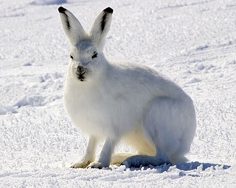 Lepus arcticus