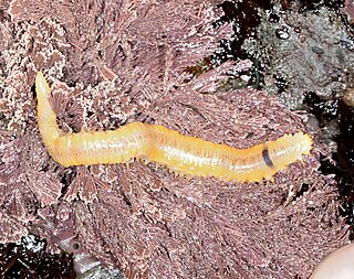 <i>Arctonoe vittata</i> Species of annelid worm