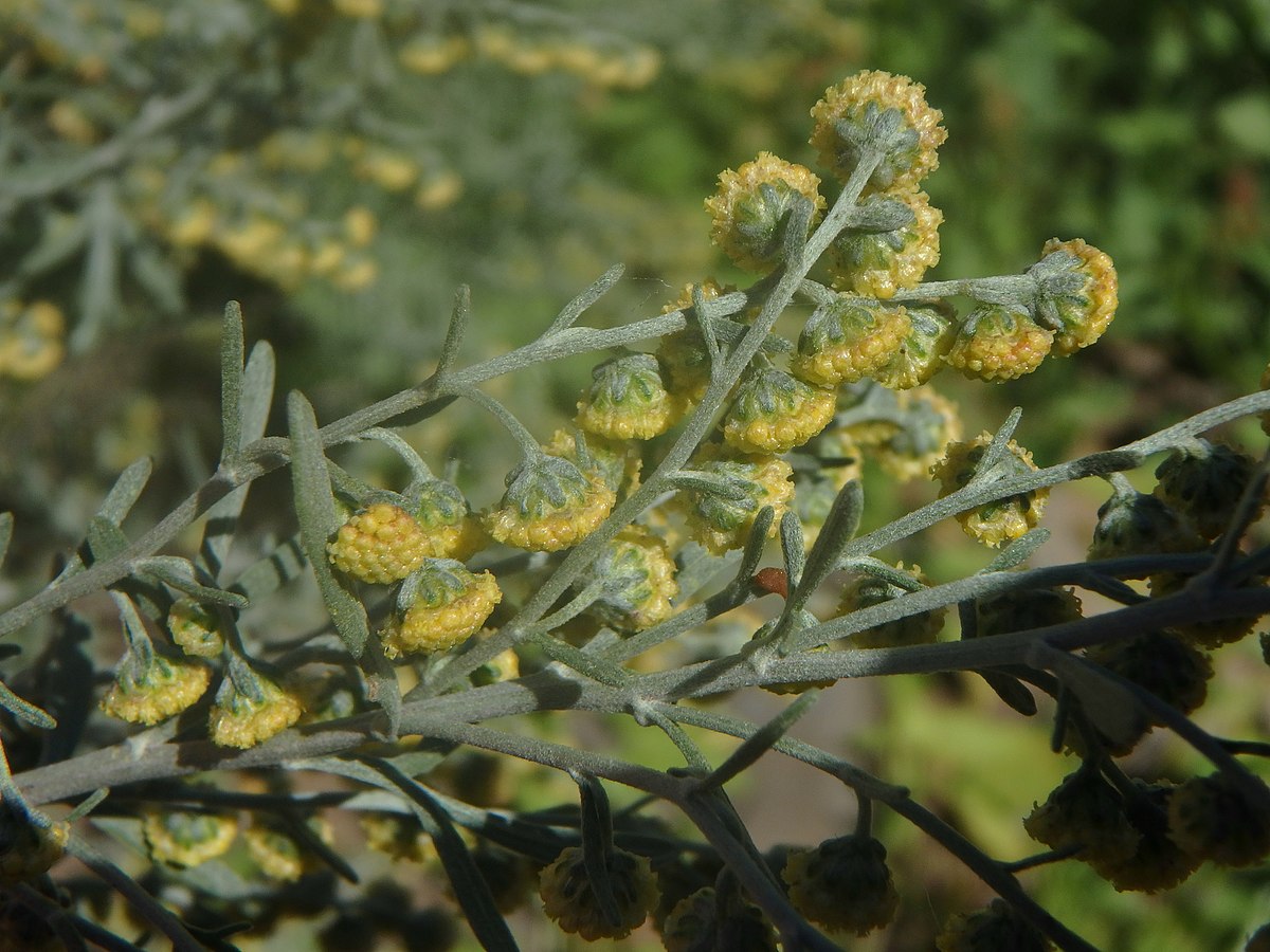 Artemisia annua - Wikipedia