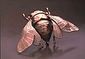 Articulated silver and bronze cicada brooch Boscarino handmade by repoussé method