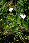 Arum lily, Calla lily, at Boreham, Essex, England.jpg