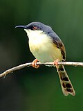 Miniatura para Prinia socialis