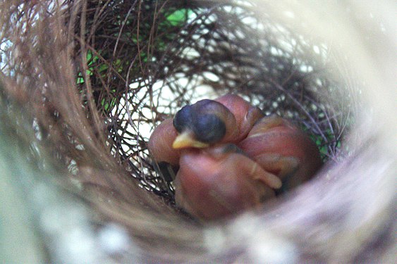 Ashy prinia chicks framed in their nest