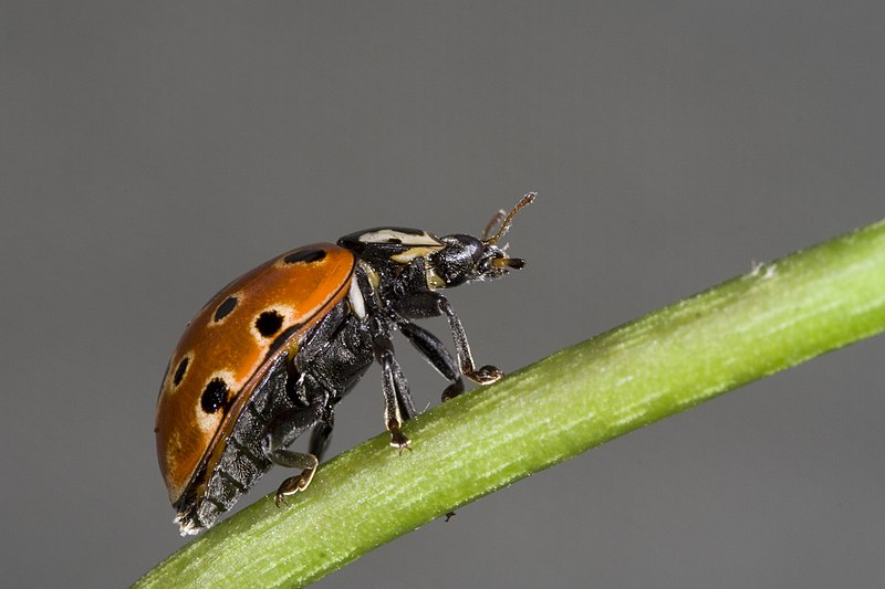 File:Asian ladybird.jpg