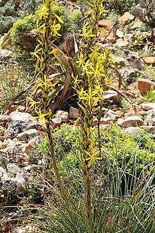 Το είδος Asphodeline lutea