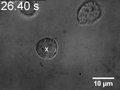 File:Assembling-Neurospheres-Dynamics-of-Neural-ProgenitorStem-Cell-Aggregation-Probed-Using-an-Optical-pone.0038613.s003.ogv