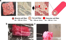 Researchers present a bioprinting method to produce steak-like cultured meat. Assembly of fibrous muscle, fat, and vascular tissues to cultured steak.webp