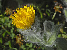 Asteraceae - Hieracium villosum.jpg 