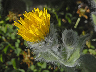 <i>Hieracium villosum</i> species of plant