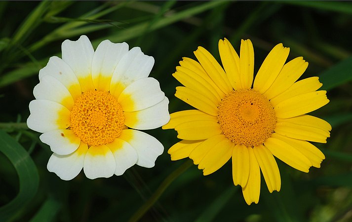 Сложноцветные желтые. Астровые (Asteraceae). Астровые (подсемейство). Ромашка семейство астровых. Тридактилина Байкальский эндемик.