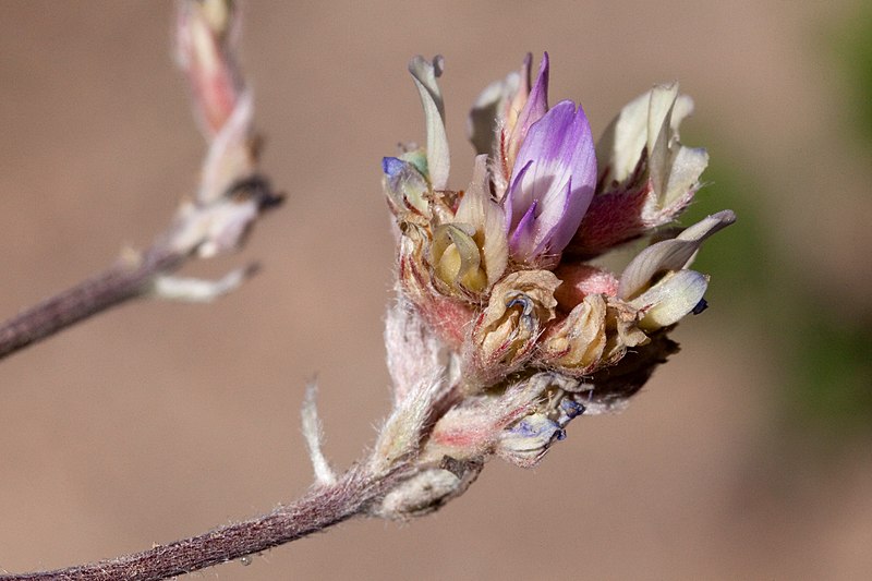 File:Astragalus gilensis - Flickr - aspidoscelis (1).jpg