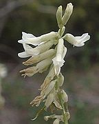 Astragalus lonchocarpus