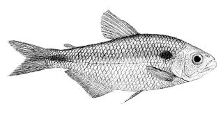 <i>Astyanacinus</i> Genus of fishes