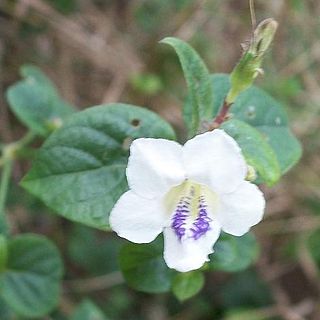 <i>Asystasia gangetica</i> Medicinal plants of Asia