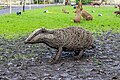 * Nomination Wicker sculpture of a badger at Stourhead. By User:Mike Peel --XRay 06:46, 17 January 2024 (UTC) * Promotion  Support Good quality. --Johann Jaritz 06:59, 17 January 2024 (UTC)