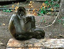 Spider monkey seated on the ground. Dark head, face, hands and feet, light chest and white on nose, around eyes and around mouth.