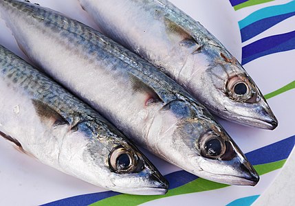 Atlantic mackerel (Scomber scombrus)