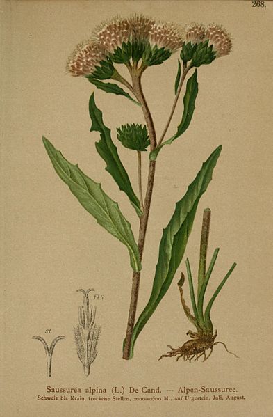 File:Atlas der Alpenflora (10192130726).jpg