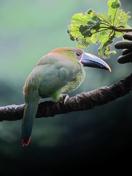 File:Aulacorhynchus albivitta, Sabaneta, Antioquia, Colombia (6741884875).jpg