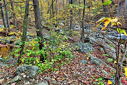 Autumn-foliage-forest-creeks - Virginia - ForestWander.jpg