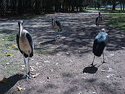 Marabou storks at Lake Awasa.