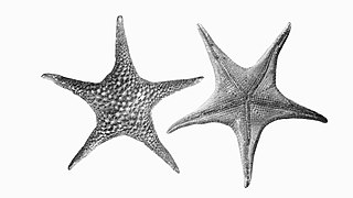 <i>Nectriaster</i> Genus of starfishes