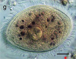 <i>Balantidium coli</i> species of ciliate protist