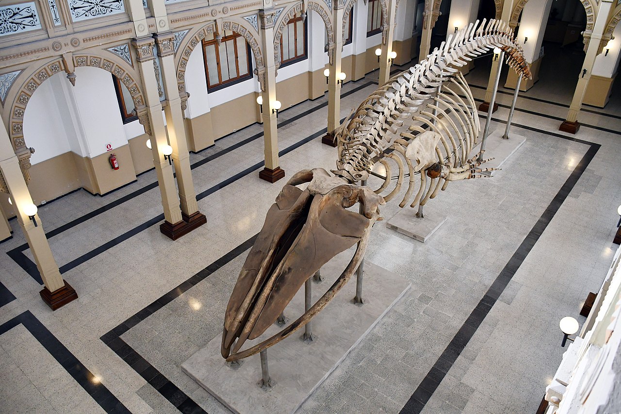 File:Ballena Greta del Museo Nacional de Historia Natural de Chile