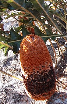 Banksia gardneri blackstyles email.jpg