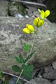 Baptisia tinctoria, or horseflyweed