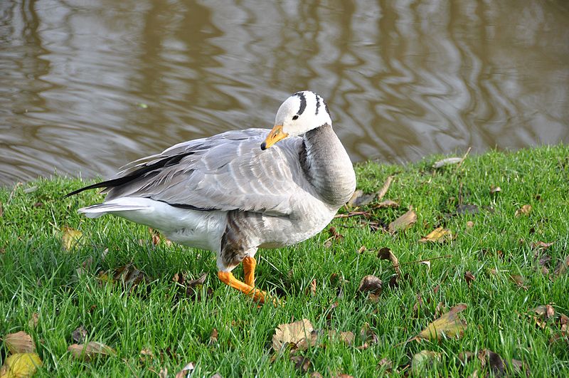 File:Bar-headed Goose - Zoetermeer, The Netherlands (04).JPG