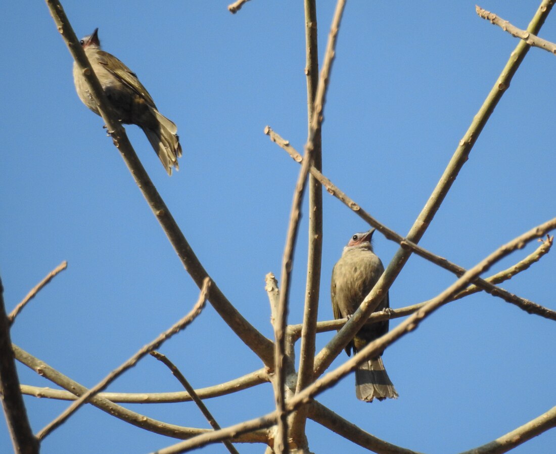 Kaljunaamabulbuli