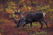 A reindeer grazing on autumn vegetation