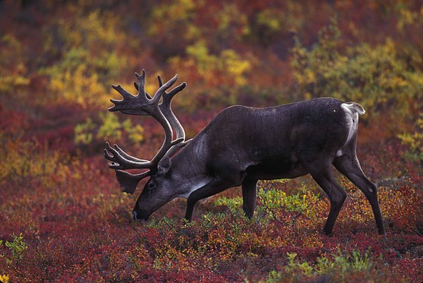 Reindeer have been venerated by the Sámi people, who consider them symbolic of Sámi strength and identity.