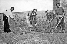 Threshing farmers in the 1950s Barriendo el- muelo cereal.jpg