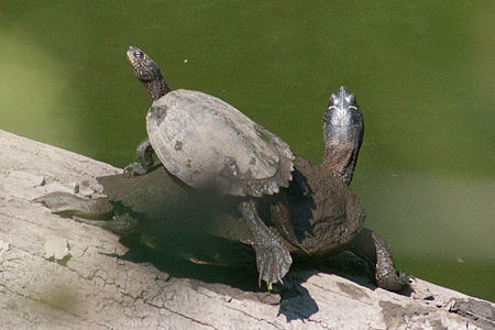 Graptemys pseudogeographica