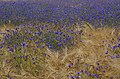 Deutsch: Centaurea cyanus in der Nähe von Bayreuth English: Centaurea cyanus near Bayreuth, Germany