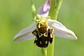 Bee Orchid - Ophrys apifera (14303810144).jpg